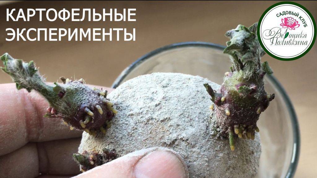 картофельные эксперименты