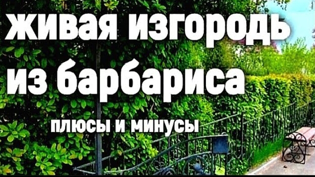 Живой забор в вашем саду