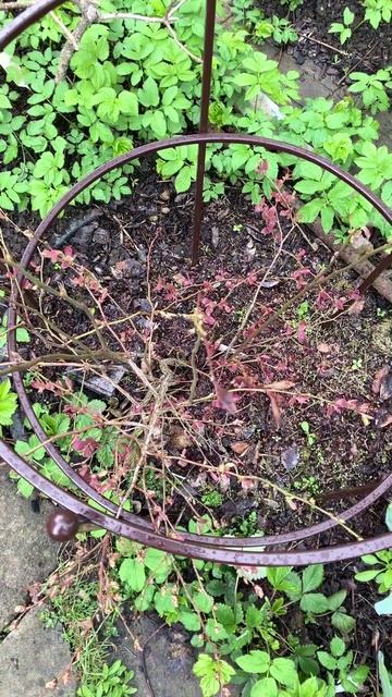 Голубика в кашпо