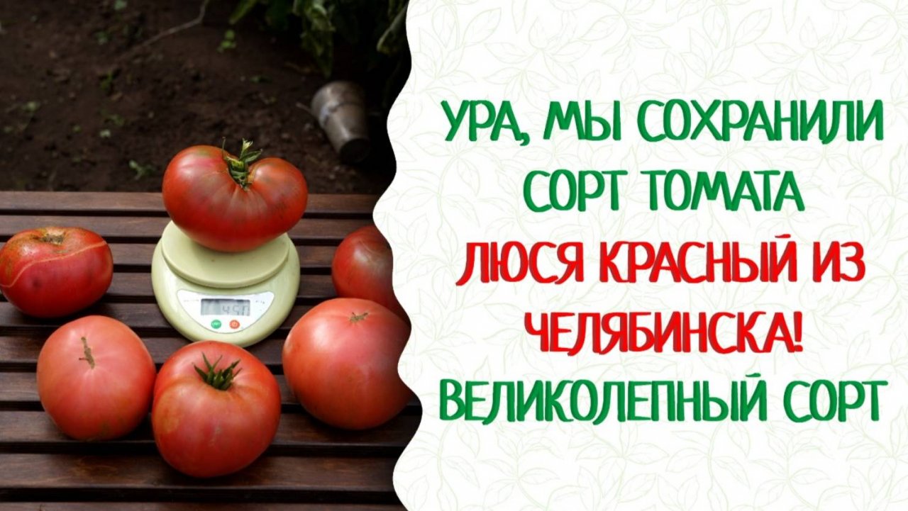 Вкусный, неприхотливый, урожайный сорт томатов Люся Красный. Смотри видео!