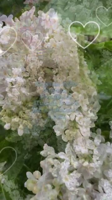 9 мая праздник Победы. Музыкальная открытка поздравление.