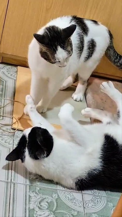 Не родись красивой!😻😁 Юмор с животными.