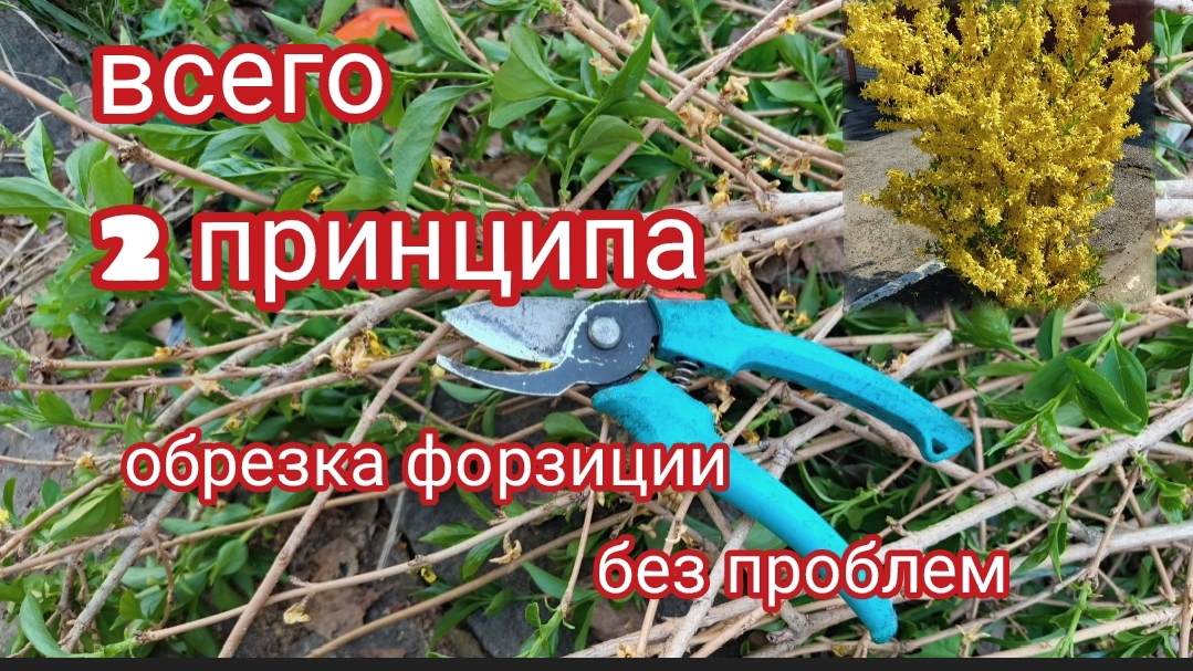 Как обрезать форзицию.Когда это надо делать?