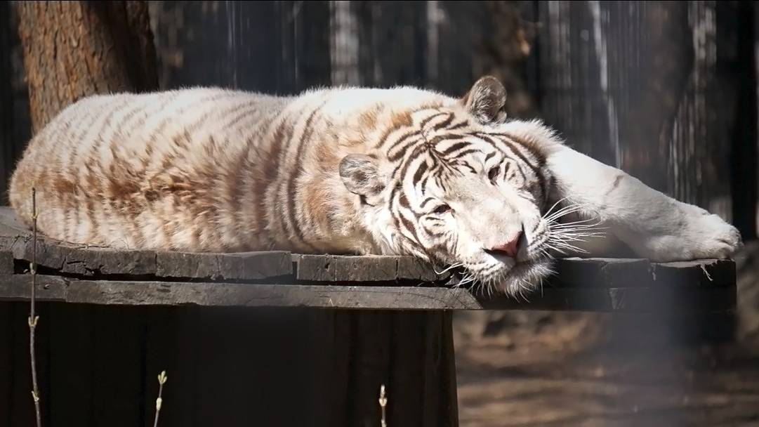 Бенгальский тигренок Кови понежился на новой лежанке и пошел общаться с гостями.