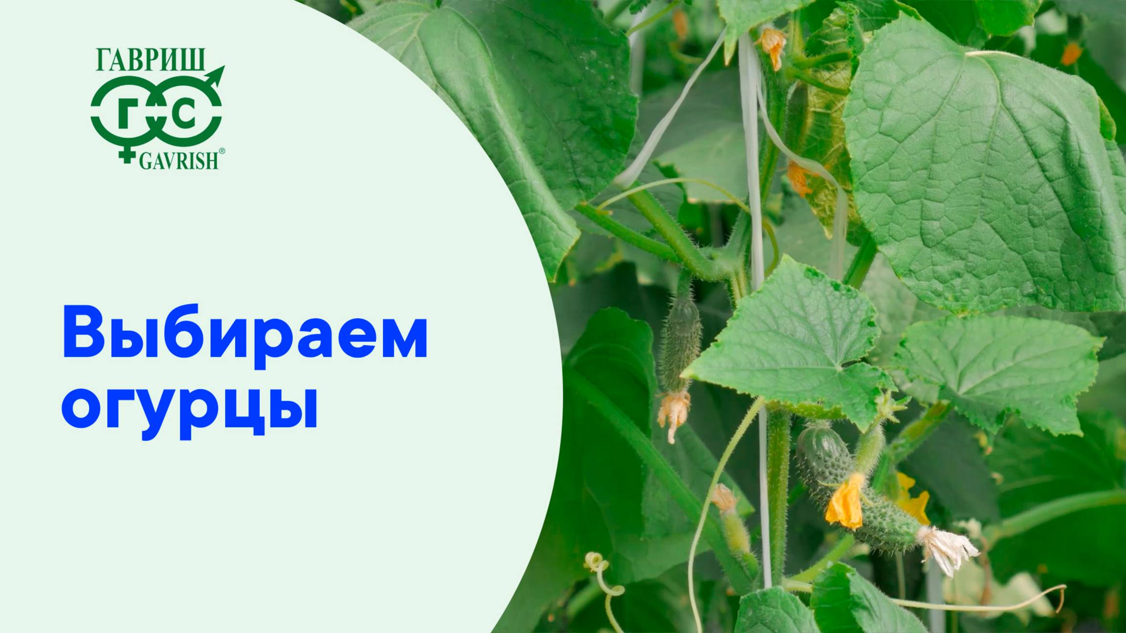 УСТОЙЧИВ, ТОЛЕРАНТЕН – ЧТО БЫ ЭТО ЗНАЧИЛО?