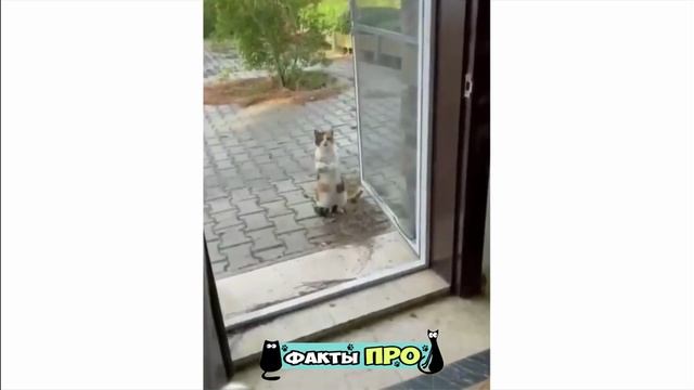 Самые смешные животные. Приколы с котами и собаками 2024