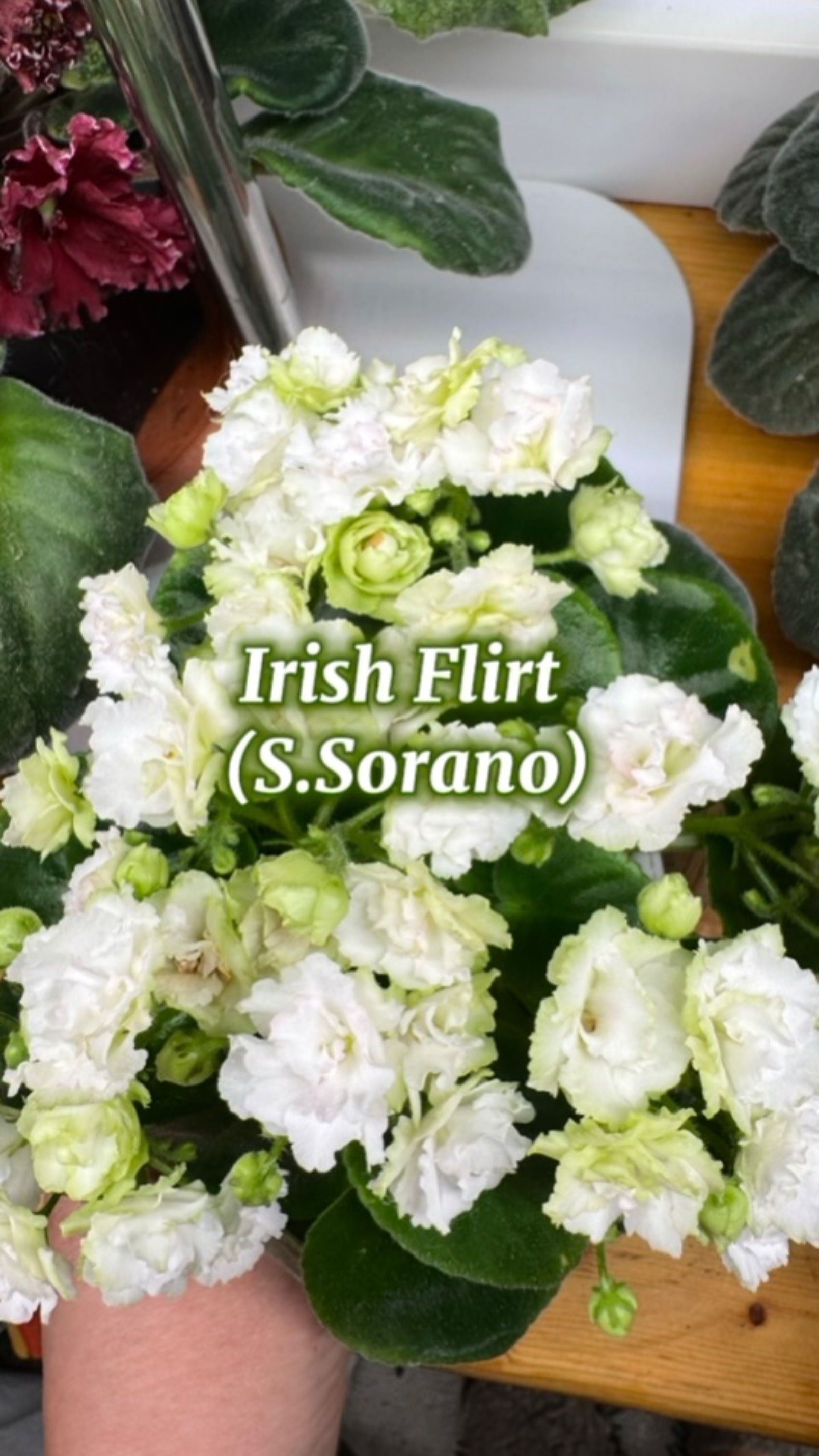 Irish Flirt (Sorano), полуминиатюра