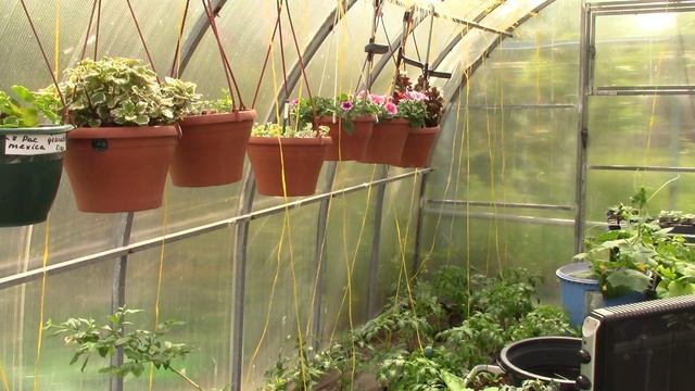 30.04.2025 г. Волгоград. Обработка растений после возвратных заморозков