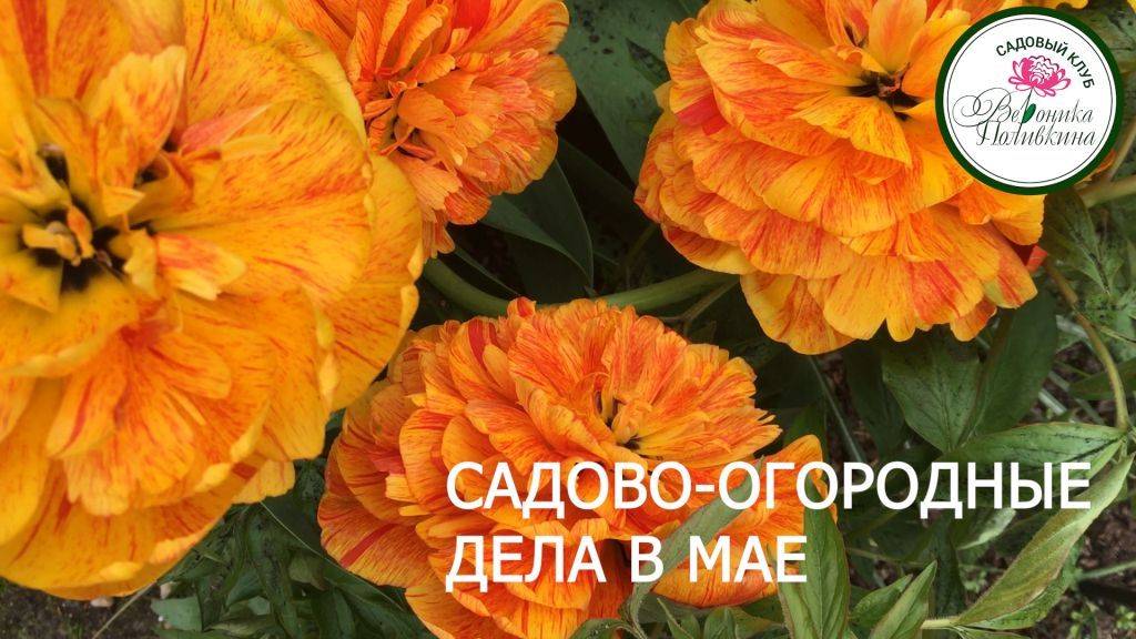 САДОВО-ОГОРОДНЫЕ ДЕЛА В МАЕ