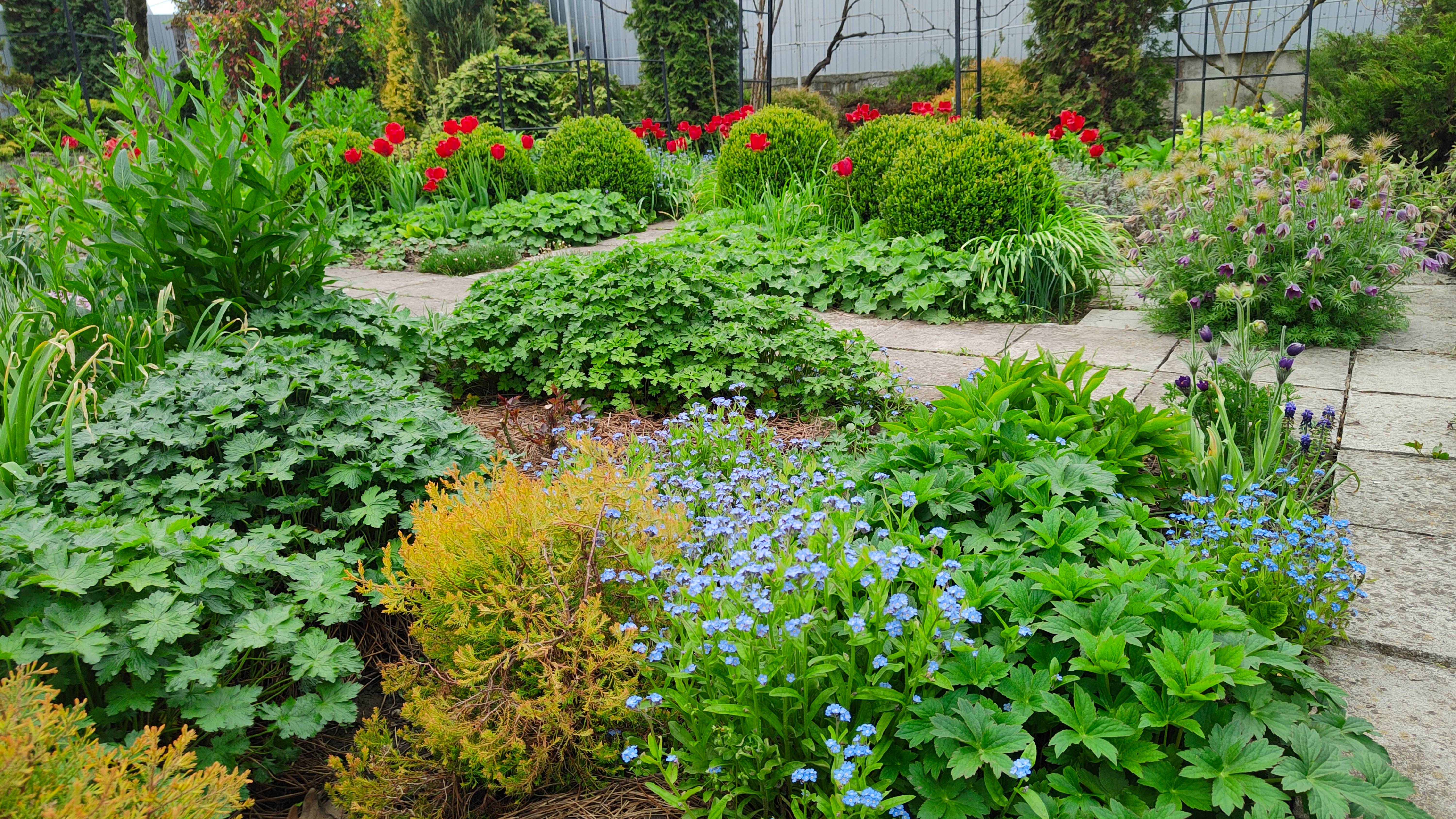 Пересадка погоревшего бересклета, горшечный сад, чудо-гриб и прогулка по южному саду 25.04.2025 г.