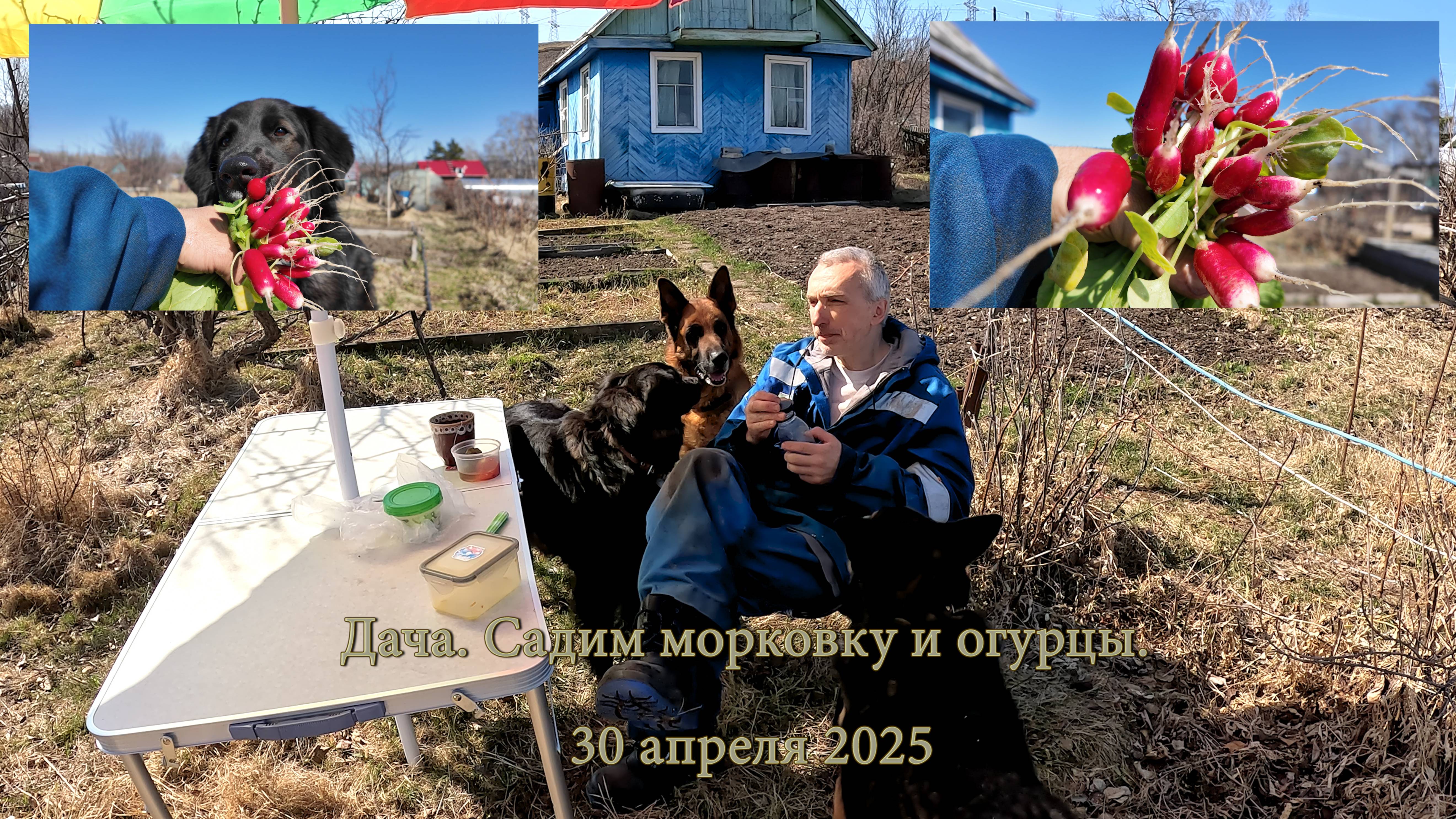 Три собаки и один дачник. Редиска подросла. Садим морковку и огурцы. 30 апреля 2025
