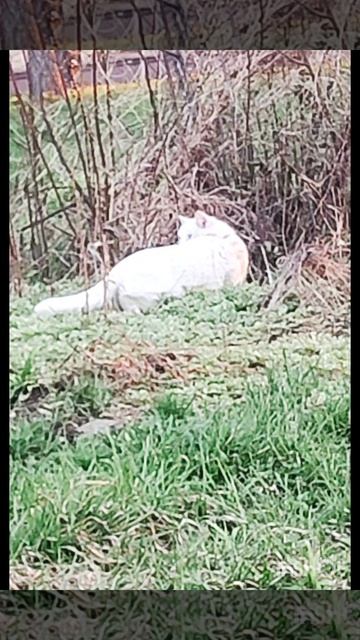Кот притаился от собаки🐱🐶❤