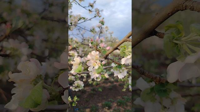 Яблоньку побило морозом.