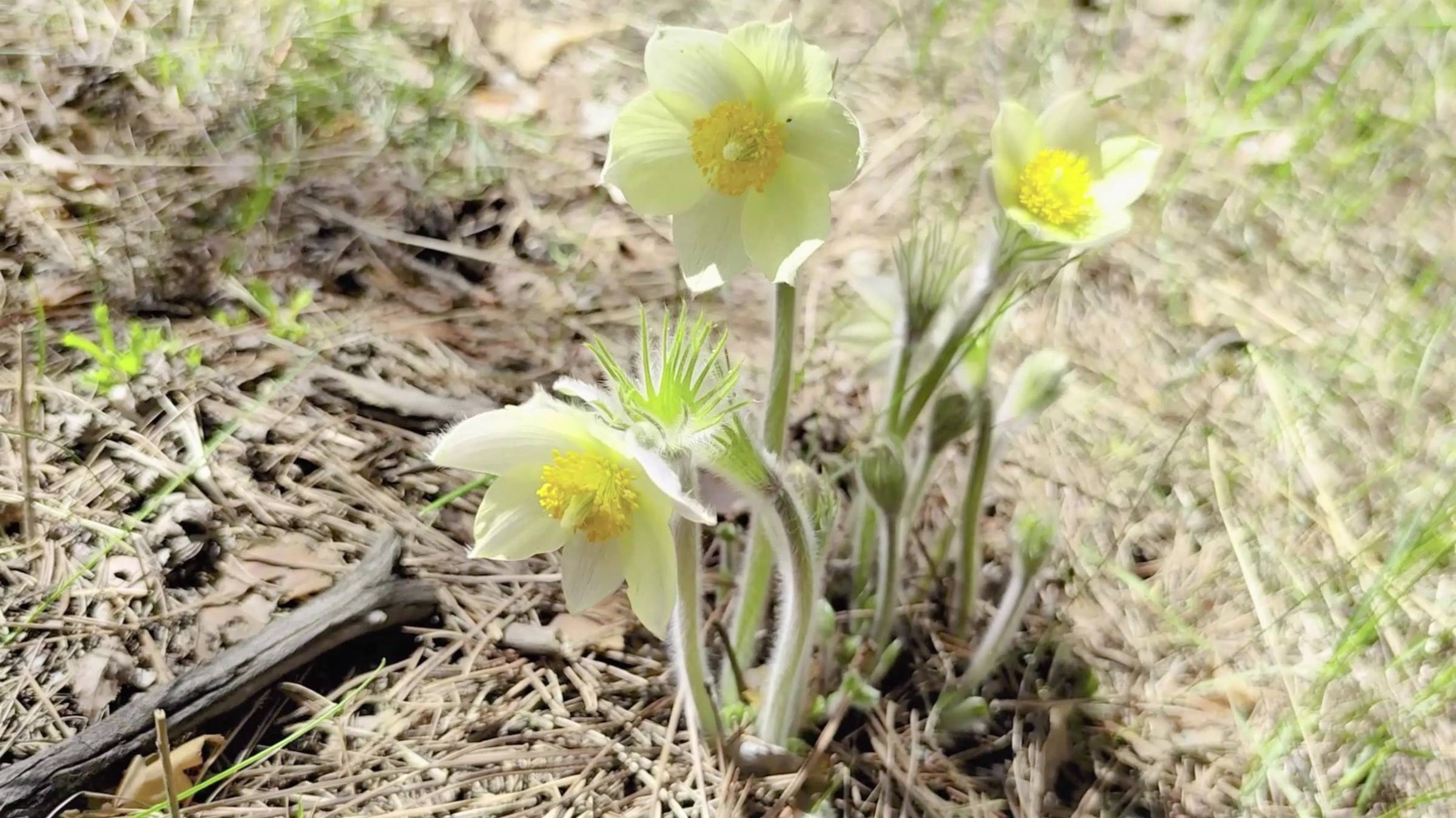 Челябинск Северо-западный Экопарк. Охранять природу — значит охранять Родину. 30.04.2025г.