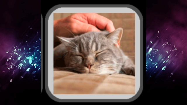 АСМР Мурчание и звуки Кошек #7 / Звуки для расслабления, сна и релаксации/ дыхание кошек и звук