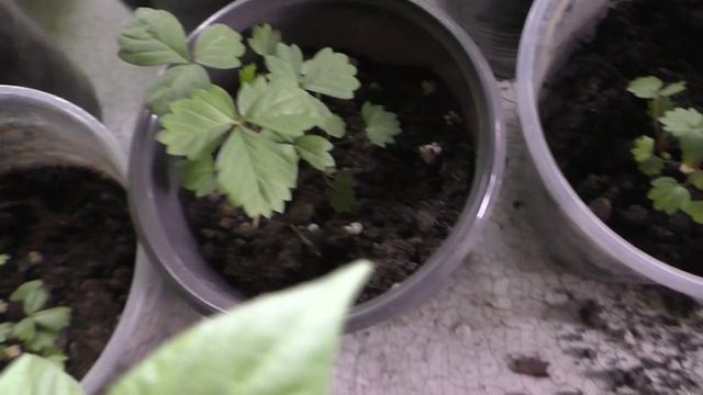 Рассада на Первое Мая