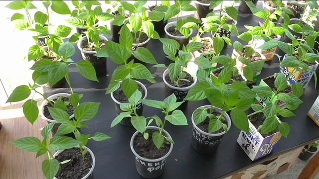 Баклажаны и перцы на 2 мая