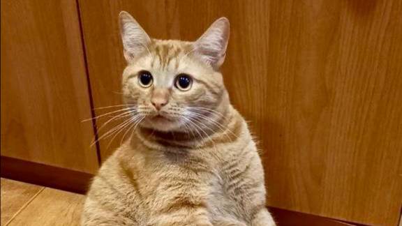 У Рыжиков тихий час. Как у меня в квартире появилась девочка Алиса