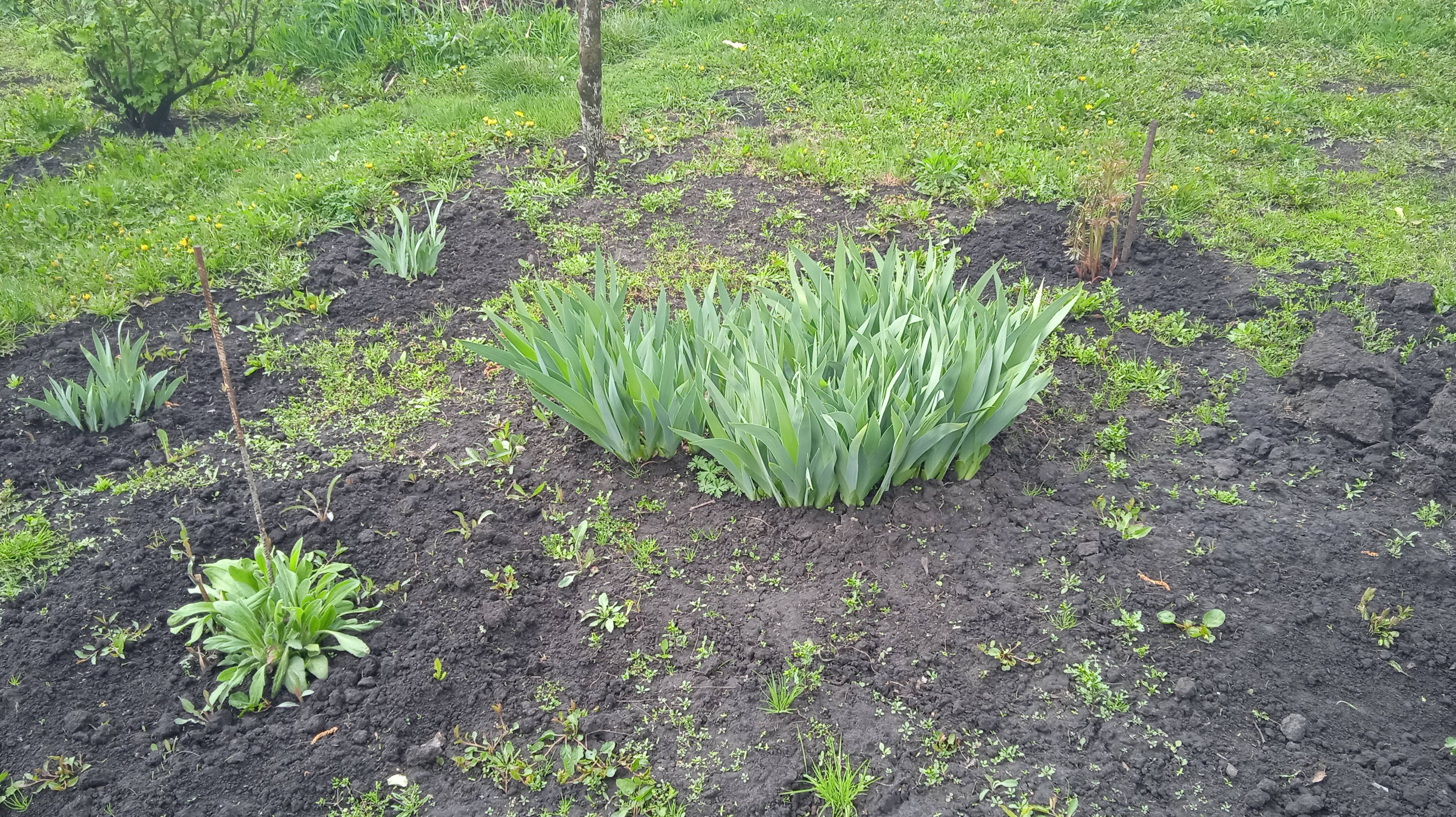 1.5.25г.  УРА!!!   Наконец -то у нас Прошёл ДОЖДЬ!!!  Что в ОГОРОДЕ???