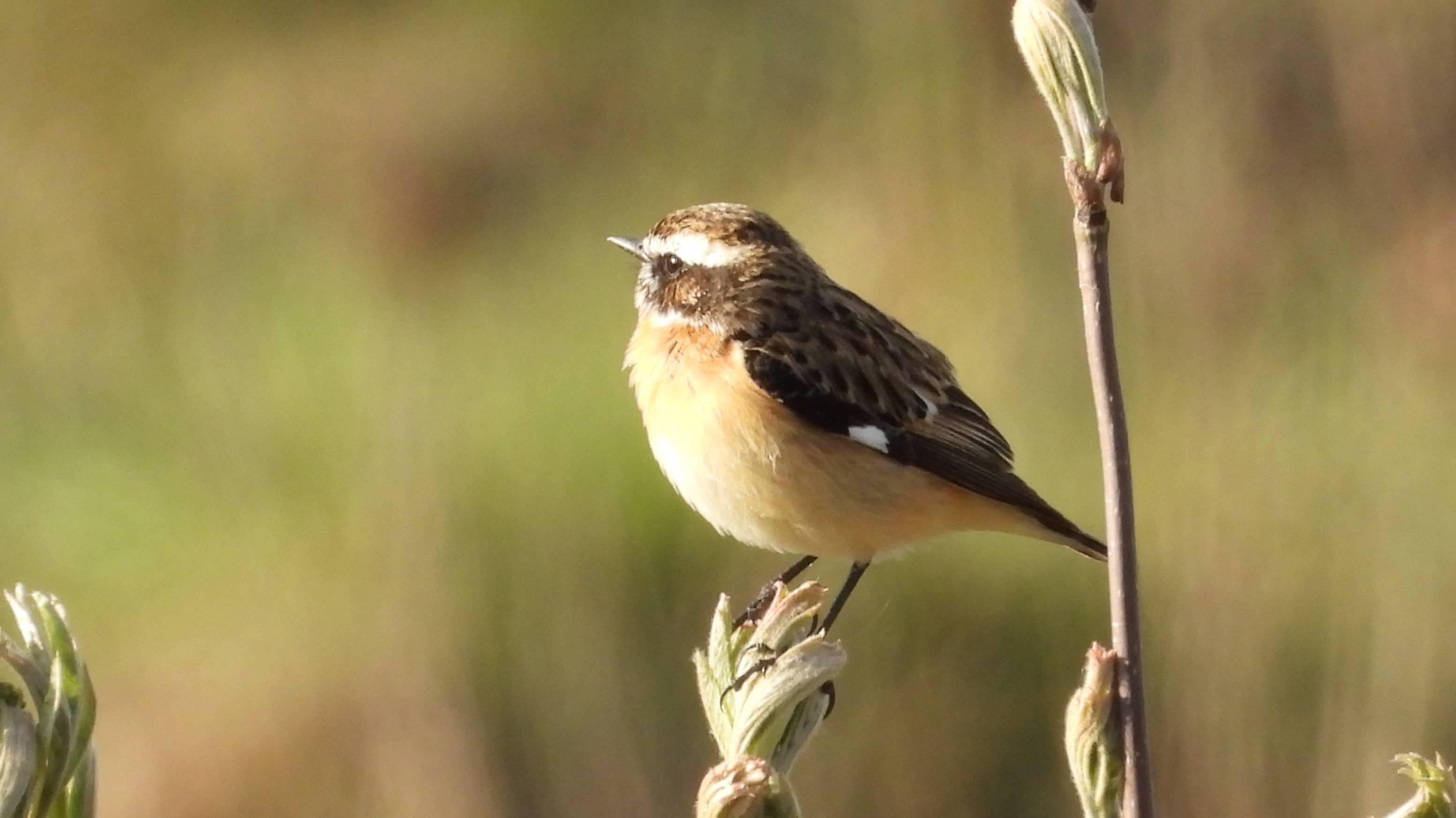 Голоса птиц. Луговой Чекан, наблюдение птиц в Новгородской области, 1 мая 2025