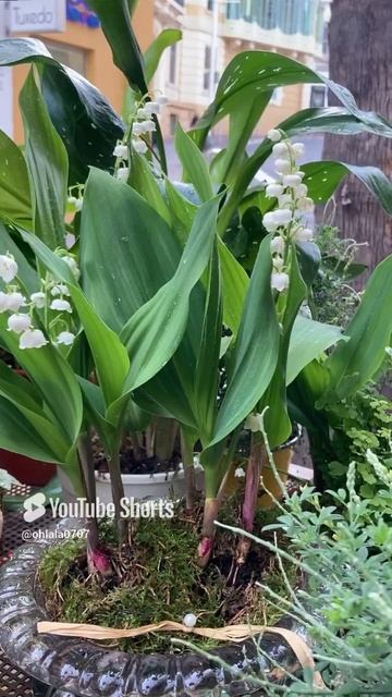 1 мая по-французски