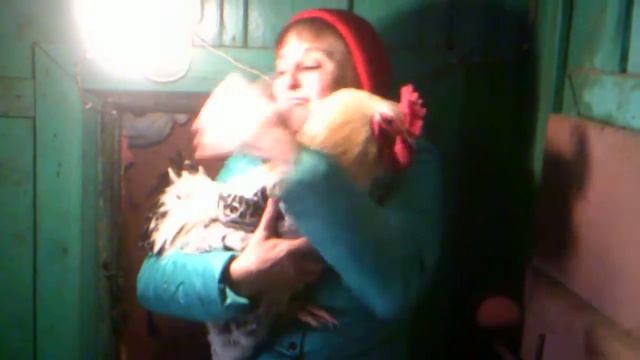 Февраль 2017г.  Мой ЛЮБИМЫЙ Петушок ПАМПУШКА!!!   (АРХИВ)