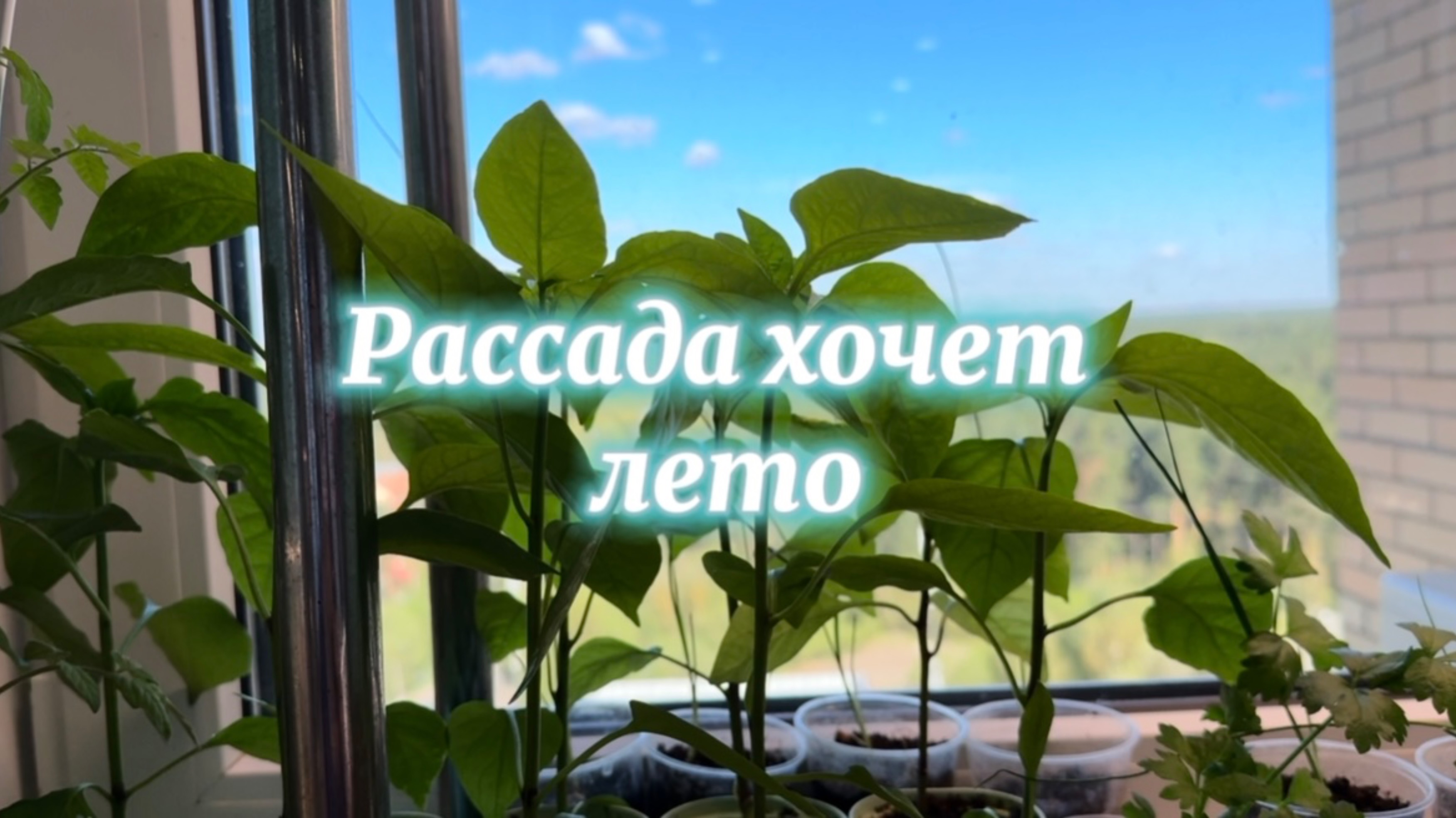 Арчи чуть не засох, Богатырь пожелтел - капризы рассады и другое