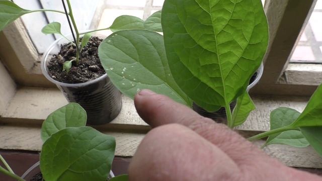 Баклажанам два месяца