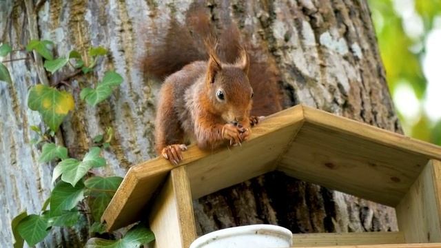 Белки в природе и что едят белки.