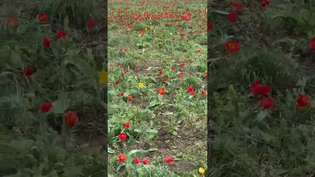 Оренбуржье. Моё творчество.