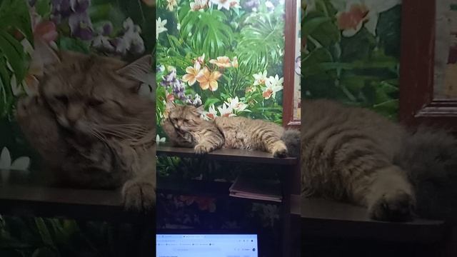 1.5.25г. Мой СВЕТЛЯЧОК!!!  Ещё Один ЛЮБИМЧИК!!!