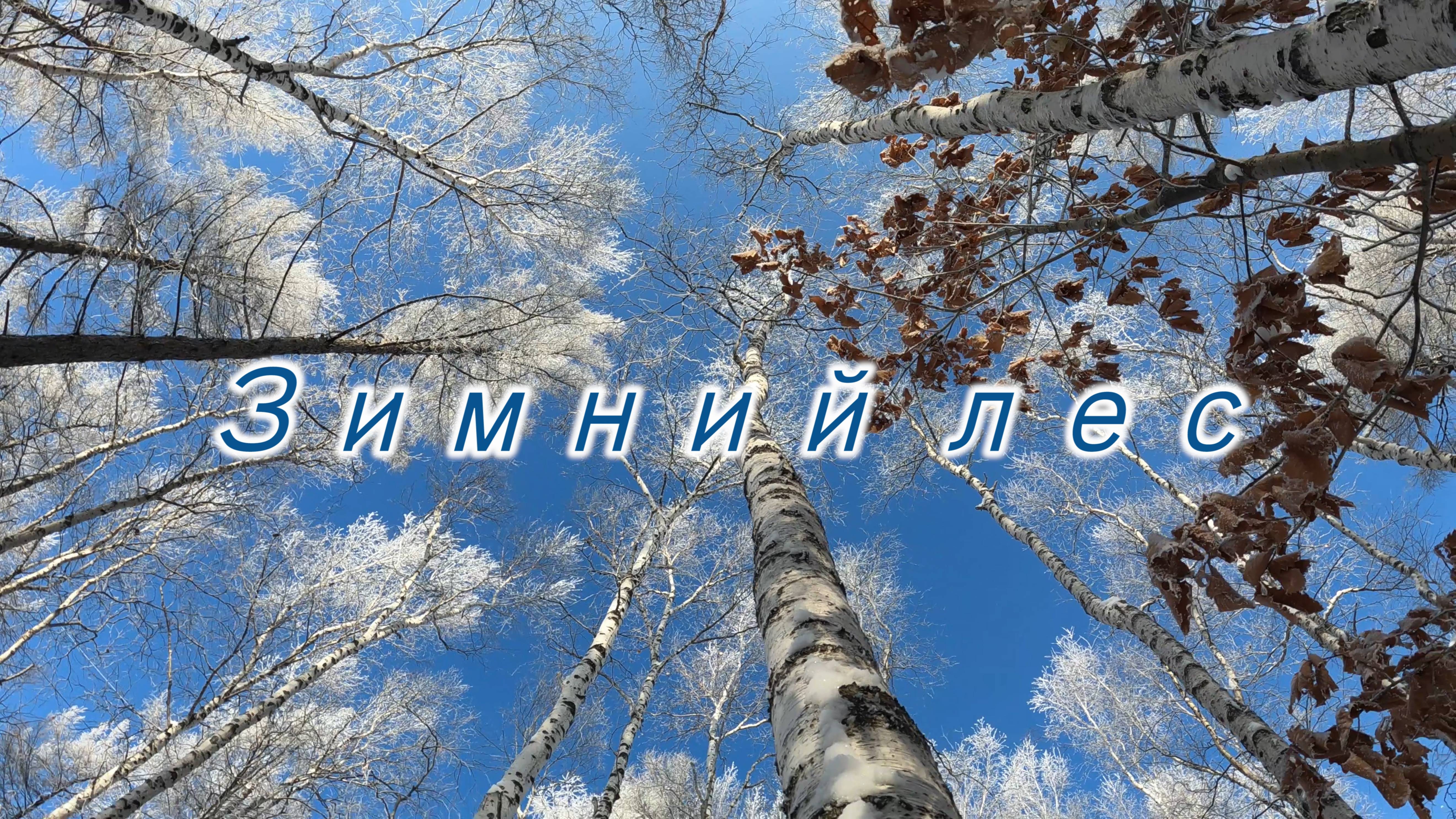 Зимний лес.