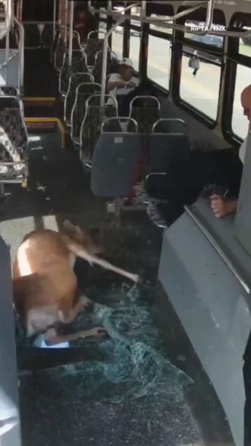 Эээ, вадила, падажди! Я уже бигу!