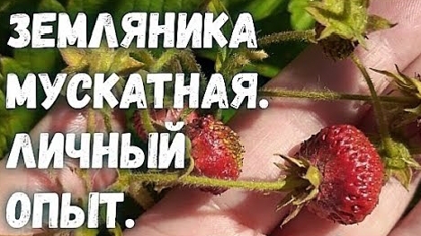 Земляника мускатная. Незаслуженно забытая.