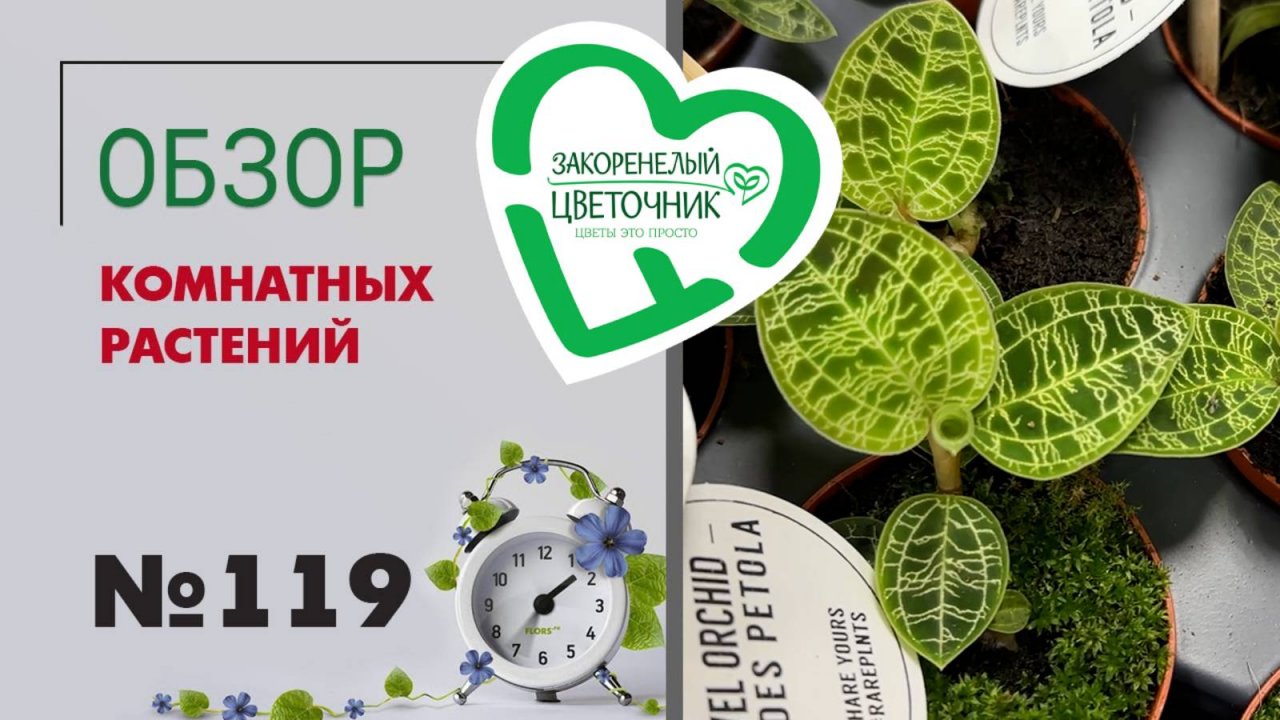 Обзор растений: антуриумы лиственные, драгоценные орхидеи, редкие алоказии и яркие аглаонемы #119