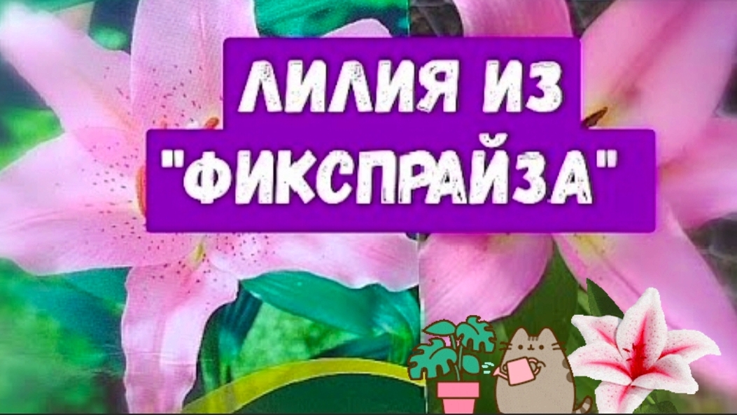 Купила луковицу восточной лилии.