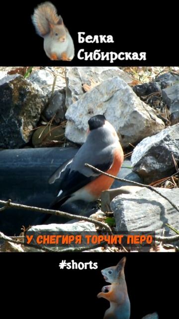 У снегиря торчащее перо