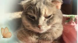 О кошках с любовью