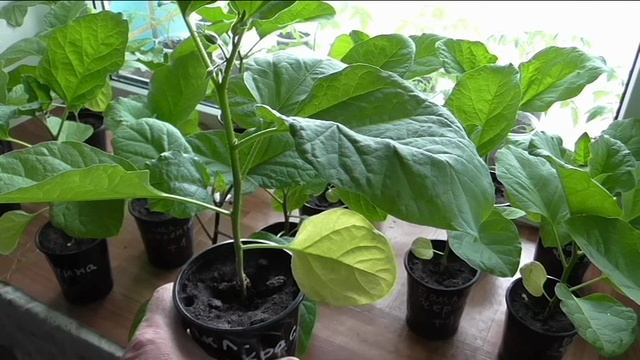 Рассаде баклажанов два месяца