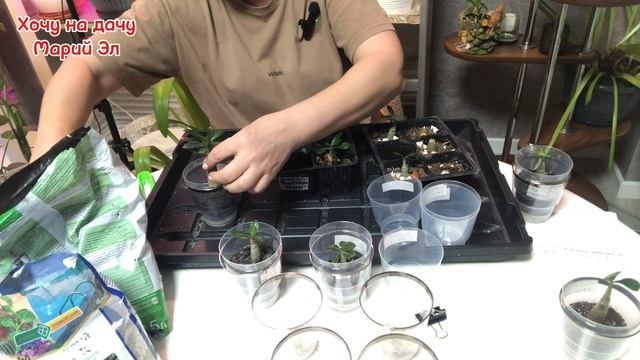 АДЕНИУМ  из семян. Пересадка