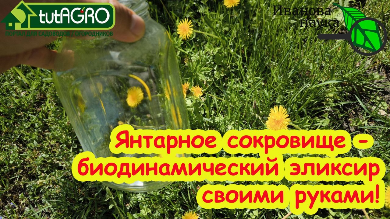 ОДУВАНЧИК - САМОЕ ЦЕННОЕ РАСТЕНИЕ НА УЧАСТКЕ! Готовим биодинамический эликсир своими руками.