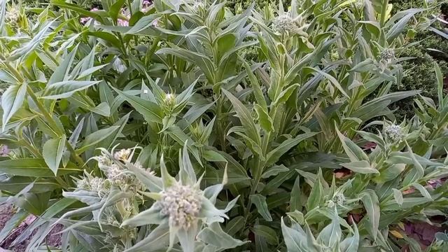 02-05-2025 ЦВЕТУЩИЕ КУСТАРНИКИ НЕЗНАКОМЫЙ ЦВЕТОК