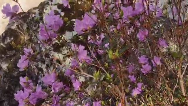 Мощь реки Катунь 01.05.25.