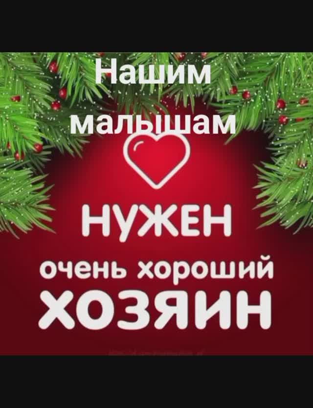 Мы продолжаем искать заботливых хозяев для замечательных щенков.