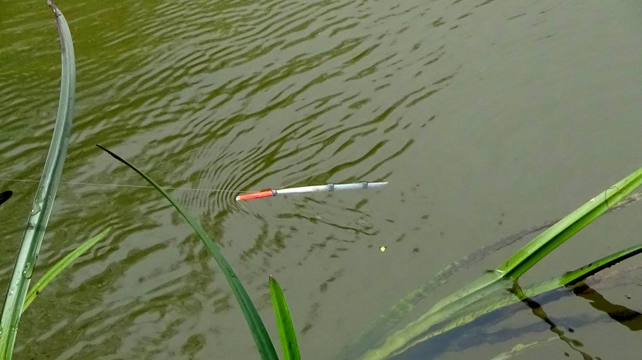 Рыбалка 1 мая на гусиный поплавок на малой реке + 4 новых правила ловли!