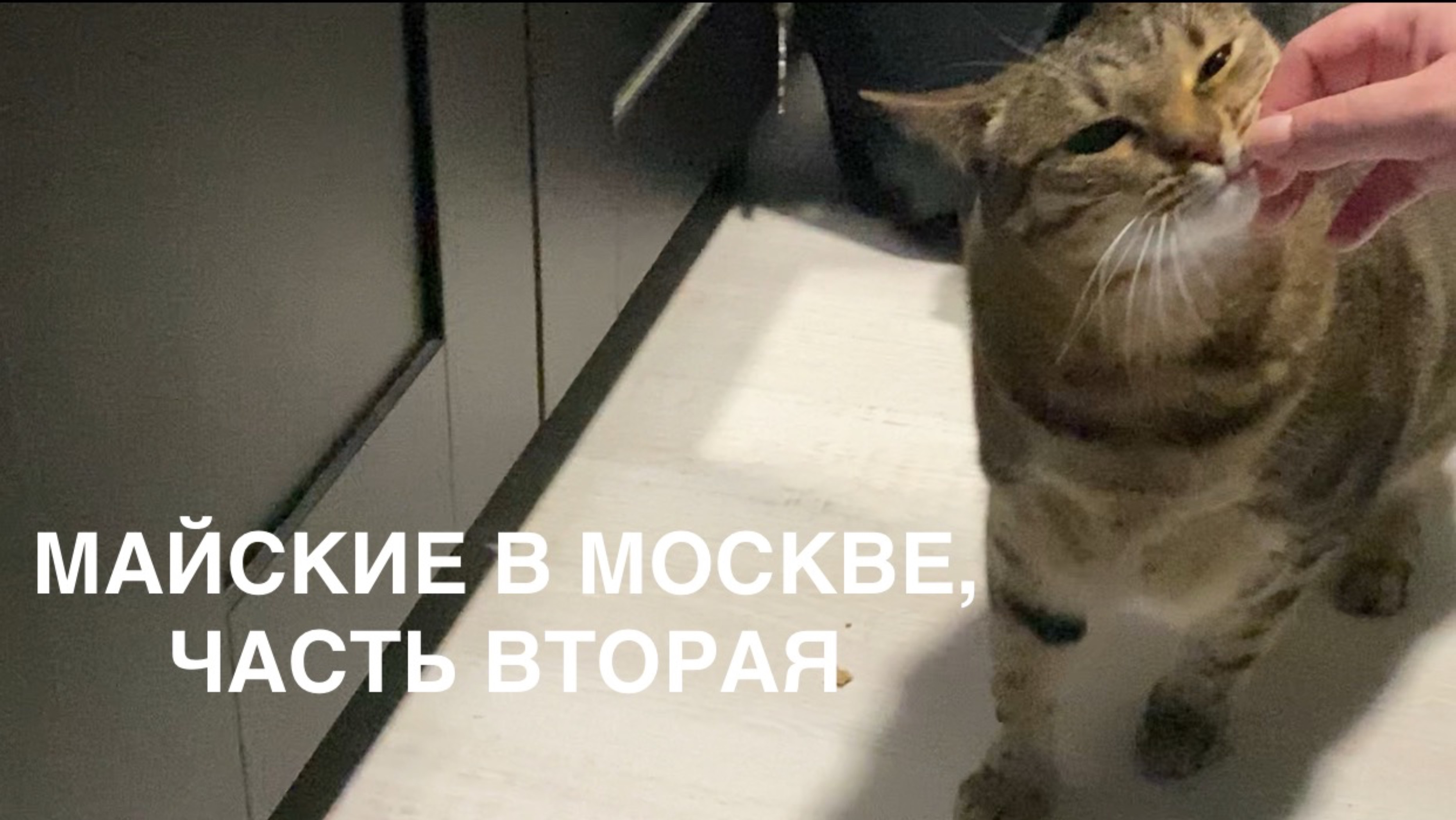 ВЫХОДНЫЕ В МОСКВЕ: АВИАПАРК, ПОДГОТОВКА К ПОЕЗДКЕ НА ШАШЛЫКИ, КОШКИ