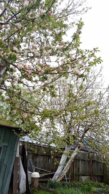 На яблонях распустились цветы 🍏 🌸