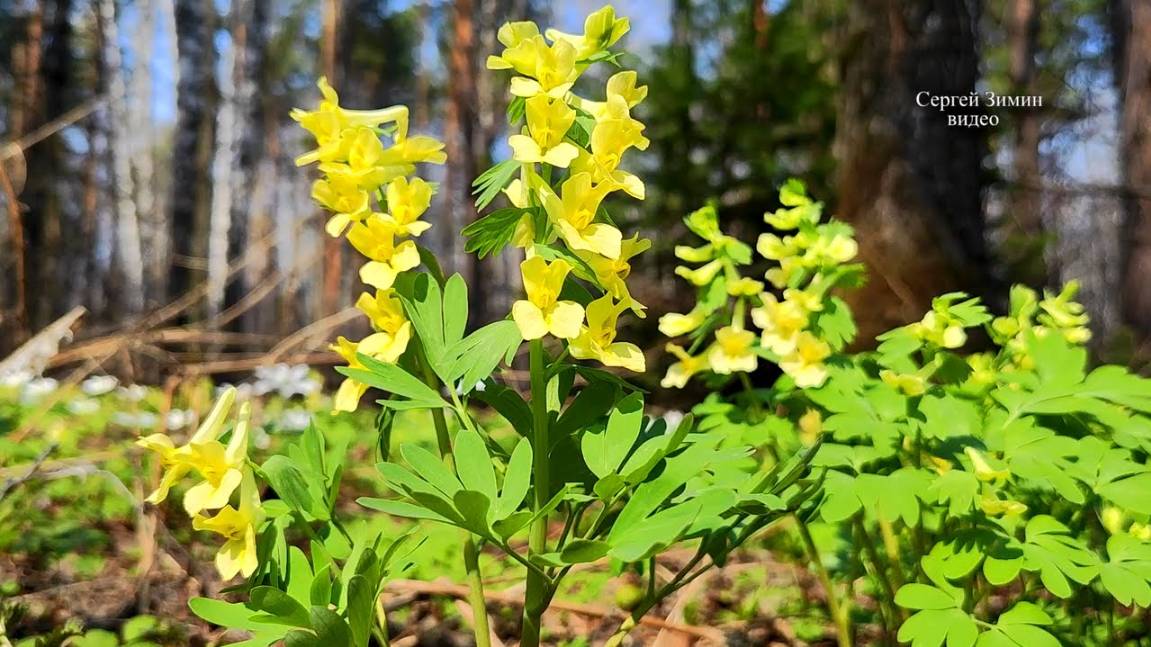 Это Сибирь! Суровая, но такая красивая Сибирь...