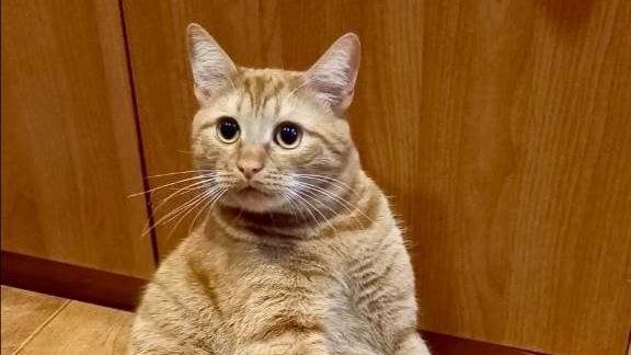 Рыжики устали, отдыхают