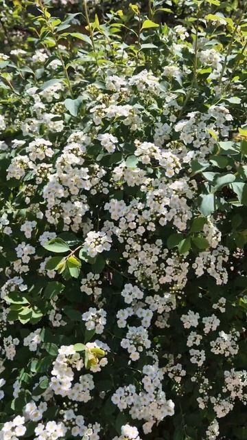 Моя дача. Цветёт спирея Вангутта.